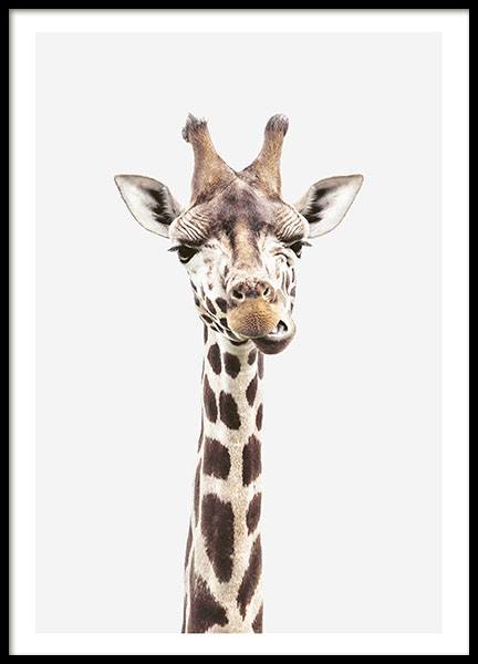 giraffe picture