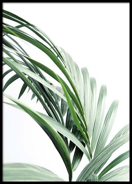 Palm Tree Leaves Close Up Poster in the group Prints / Photographs at Desenio AB (10244)