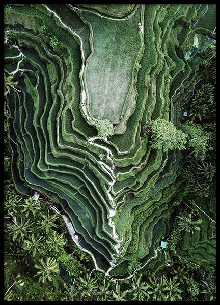 Rice Terraces Poster in the group Prints / Nature at Desenio AB (10443)