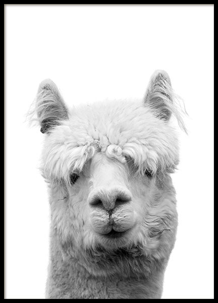 Lama B&W Poster in the group Prints / Black & white at Desenio AB (10657)