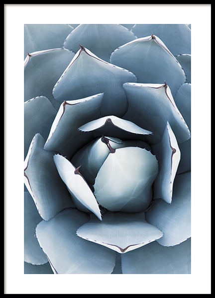 Blue Agave No1 Poster in the group Prints / Photographs at Desenio AB (10829)