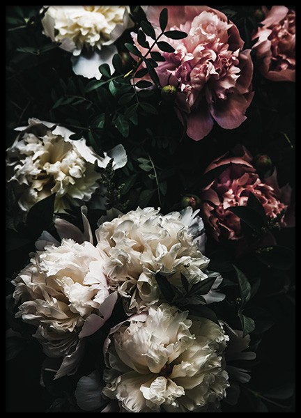 White and Pink Peonies Poster