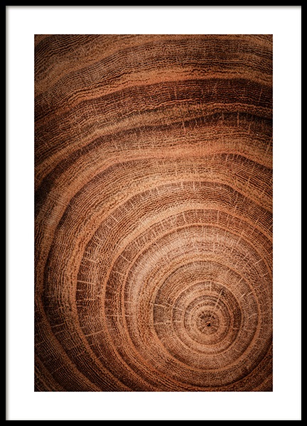 Growth Rings Poster