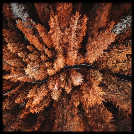 Autumn Colors Poster in the group Prints / Nature prints at Desenio AB (11875)