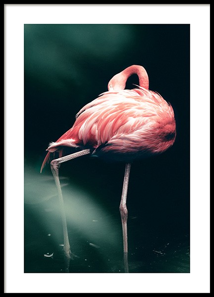 Wild Flamingo Poster