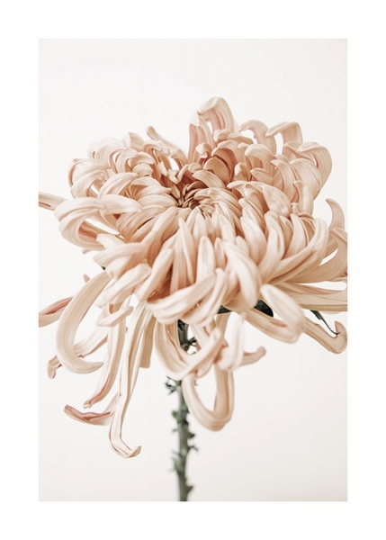 Pink Chrysanthemum No1 Poster - 