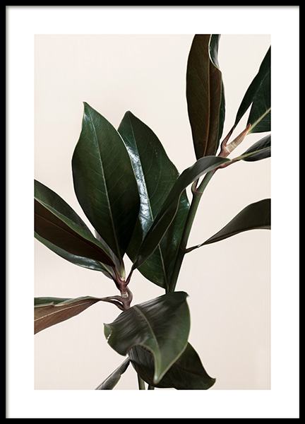 Magnolia Leaves No1 Poster