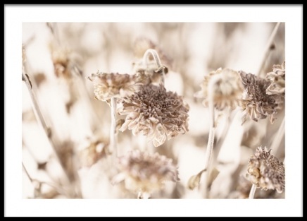 Dried Daisies Poster in the group Prints / Botanical / Flowers at Desenio AB (13953)