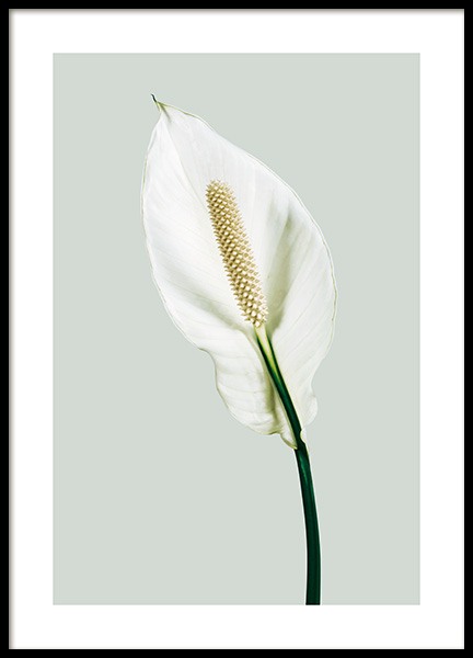 Peace Lily Poster in the group Prints / Botanical / Flowers at Desenio AB (13979)