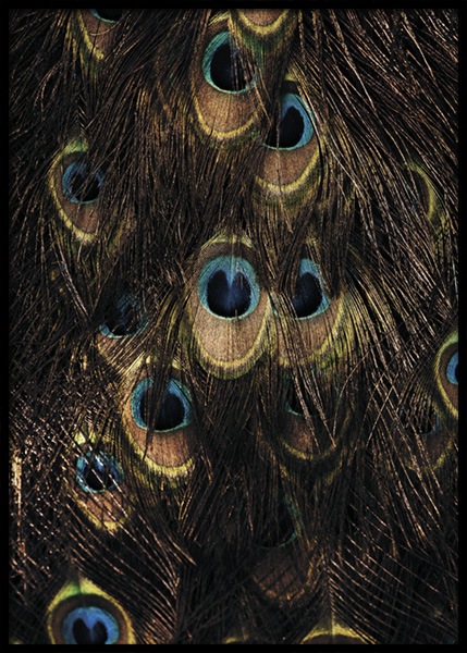 Peacock Feathers Poster in the group Prints / Photographs at Desenio AB (15006)