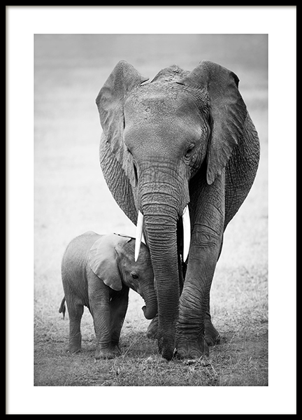 Elephant Love Poster - Two elephants - Desenio.co.uk