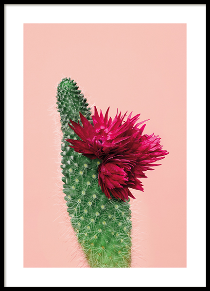 Pink Cactus Flower Poster