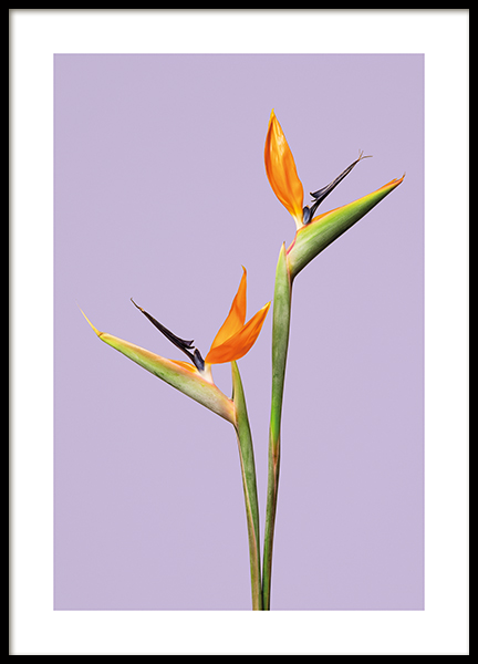 Parrot Flowers Poster