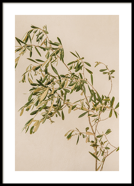 Mediterranean Olive Branch Poster
