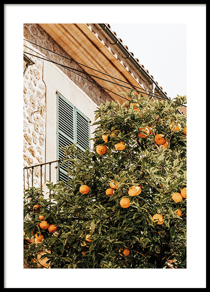 Oranges In Garden Poster