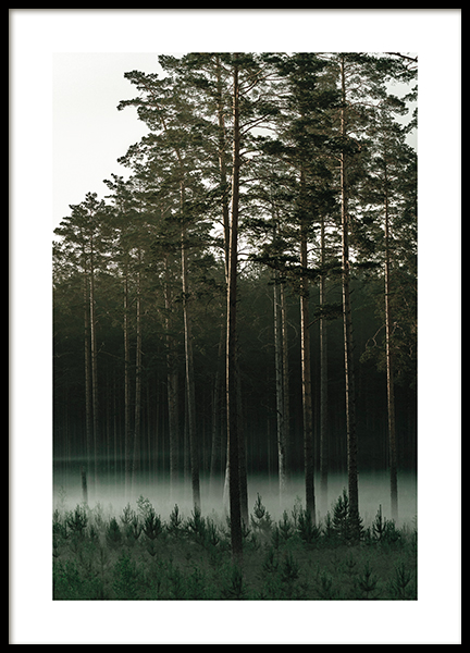 Misty Forest Poster