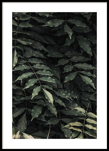 Dark Green Leaves Poster