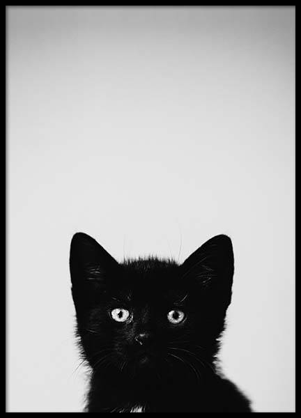 Black Kitten Poster