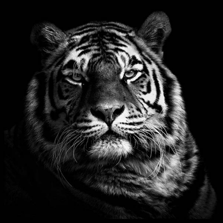 Tiger B&W Poster