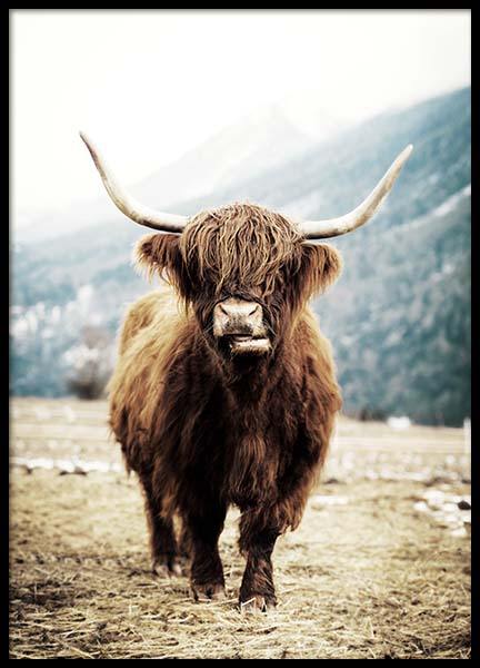 Highland Cattle On Field Poster in the group Prints / Animals at Desenio AB (3543)