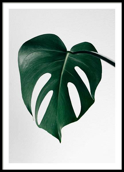 Monstera One Poster Monstera One Poster