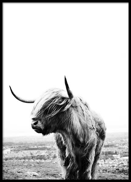 Highland Cow Poster in the group Prints / Photographs at Desenio AB (8825)