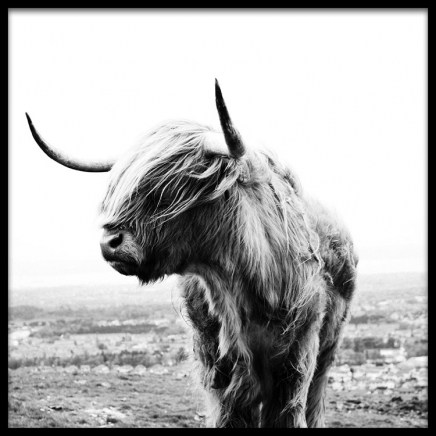 Highland Cow B&W Poster in the group Prints / Animals at Desenio AB (8826)