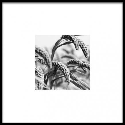 Jungle Rice Poster in the group Prints / Black & white at Desenio AB (8911)