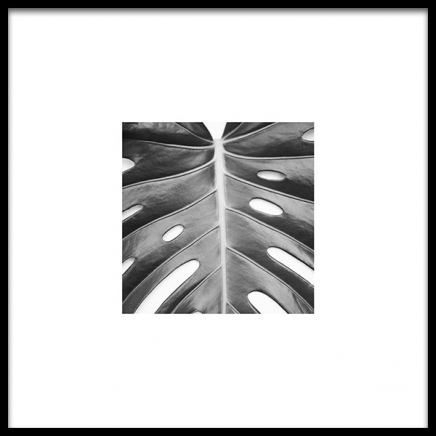 Monstera Deliciosa Poster in the group Prints / Black & white at Desenio AB (8955)