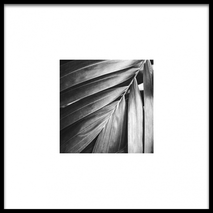 Palm Tree Leaf Poster in the group Prints / Black & white at Desenio AB (8956)