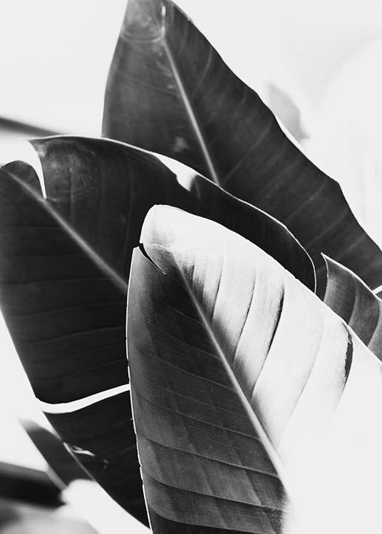 - Black and white photo poster with leaves of the banana tree.