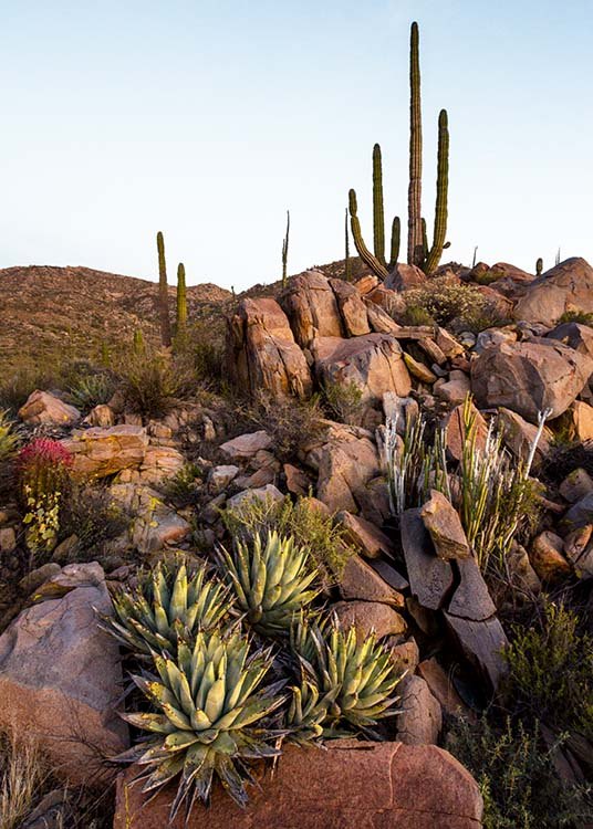  - Harmonic photo poster with a plant motif in California’s Baja desert.