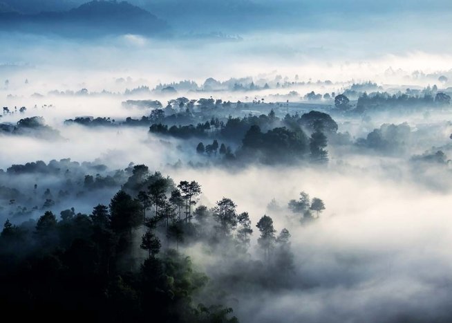  - Mysterious photograph of a rainforest in deep mist