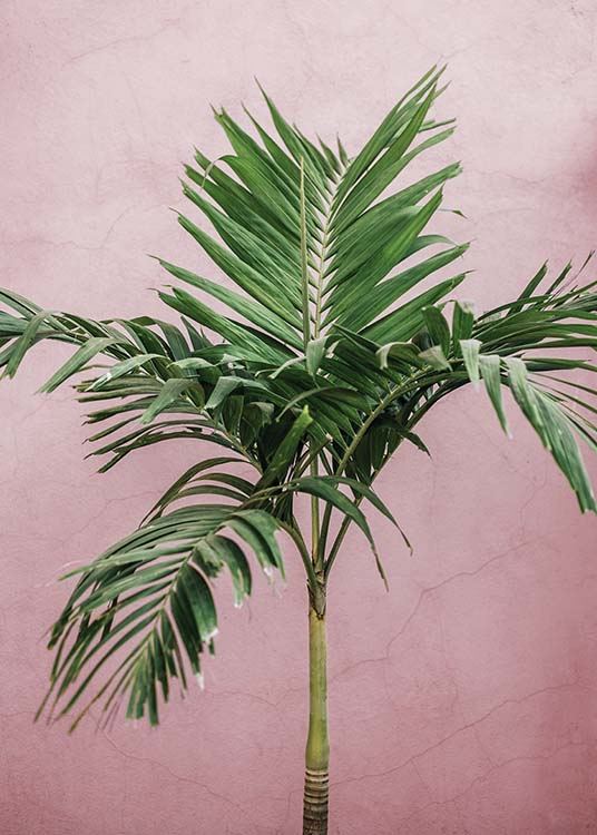  - Botanical poster with the motif of a palm on a pink background.