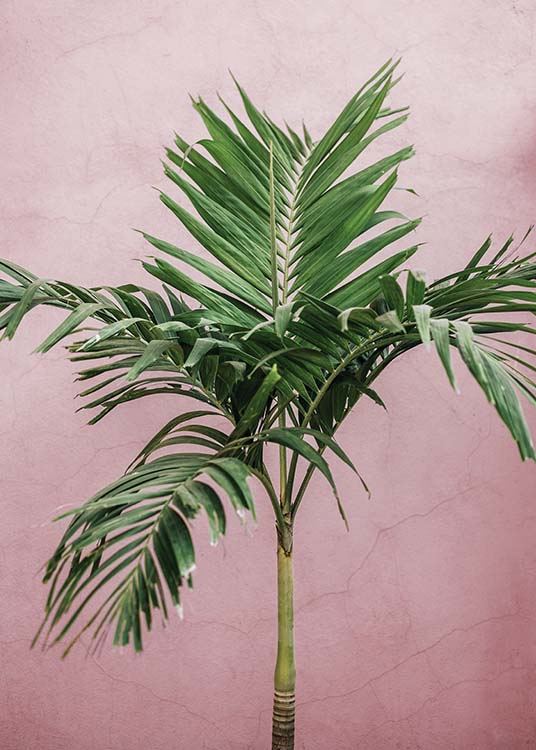 Palm On Pink Poster