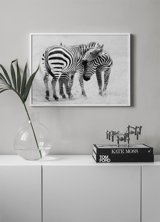 Zebra Love Poster