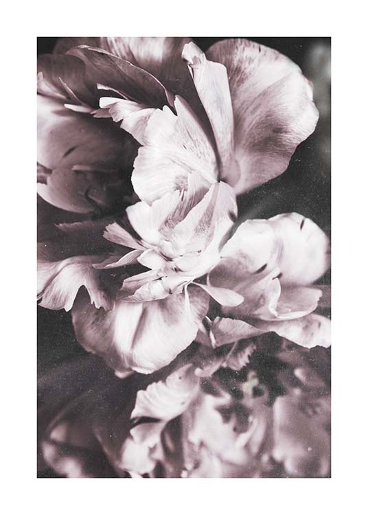 Tulip Dream  Poster / Photographs at Desenio AB (10417)