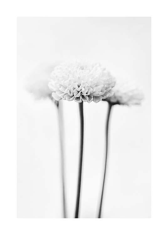 White Chrysanthemums Poster / Black & white at Desenio AB (10421)