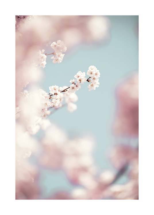 Cherry Blossom No1 Poster / Photographs at Desenio AB (10426)