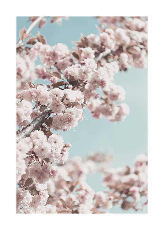 Cherry Blossom No4 Poster / Photographs at Desenio AB (10429)