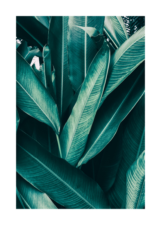 Tropical Leaves No1 Poster / Photographs at Desenio AB (10439)