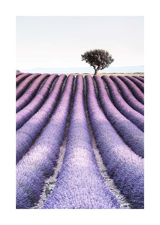 Provence Poster / Nature prints at Desenio AB (10462)
