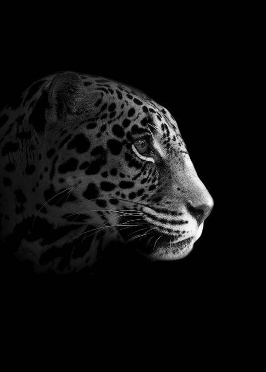 - Black and white animal photo of a leopard’s head from the side.