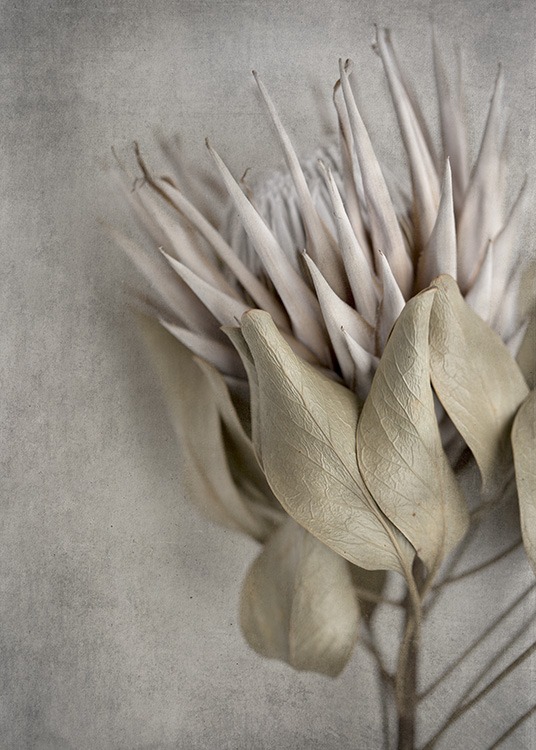  - Modern poster of a dried flower on a grey concrete background.