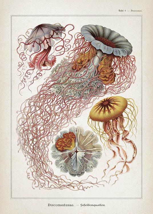 Vintage Print Collection No1 Poster Retro jellyfish Desenio.co.