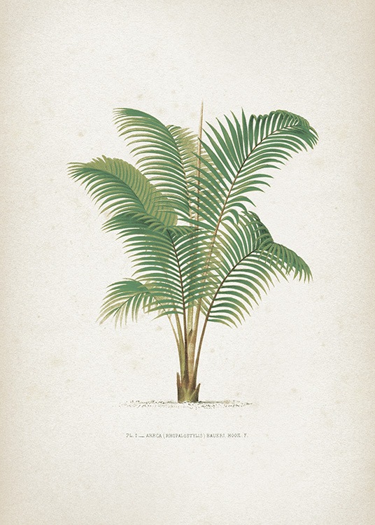  - Vintage poster with the motif of a drawn palm tree on a light background.
