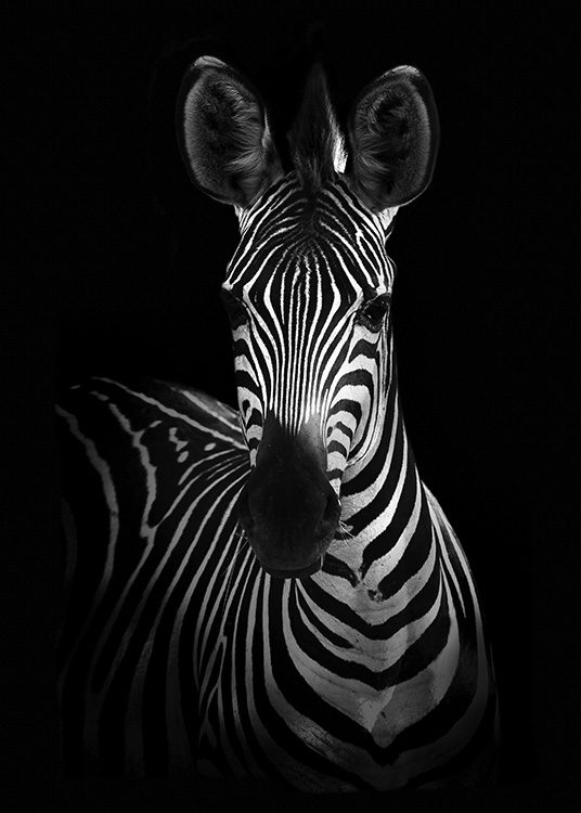 Zebra on Black Poster / Black & white at Desenio AB (10618)
