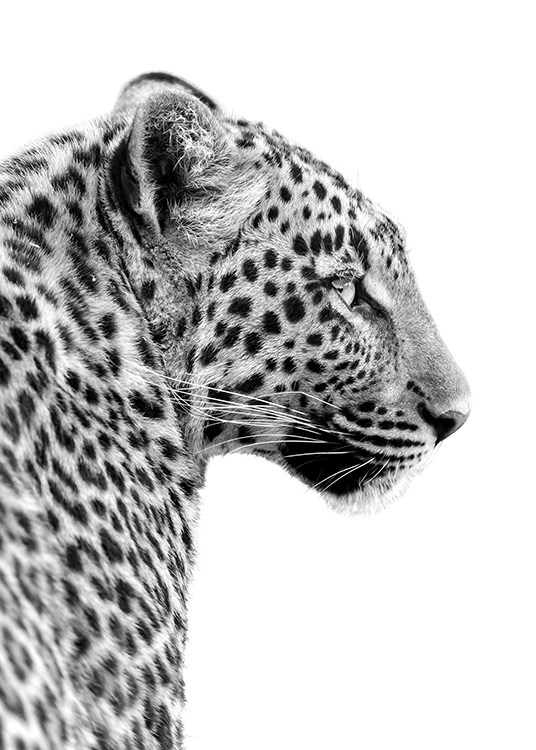 Leopard Profile Poster