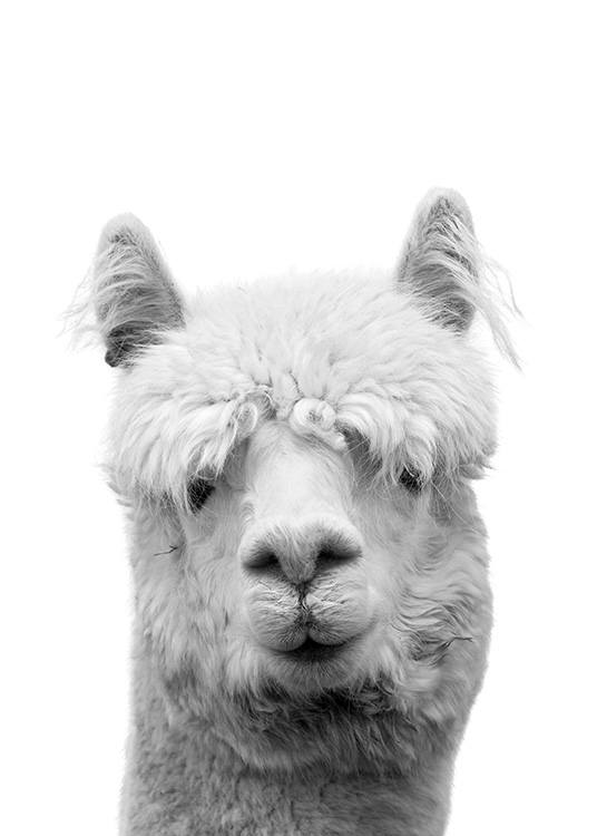 – Poster of a lama in black and white 