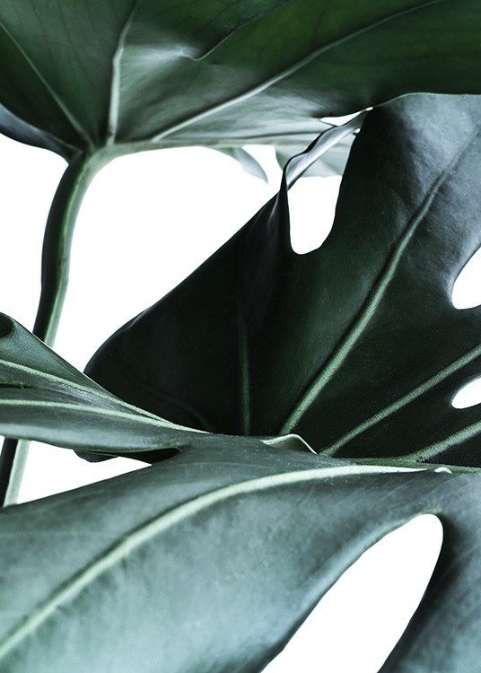  - Macro shot of multiple Monstera leaves in dark green and on a white background.